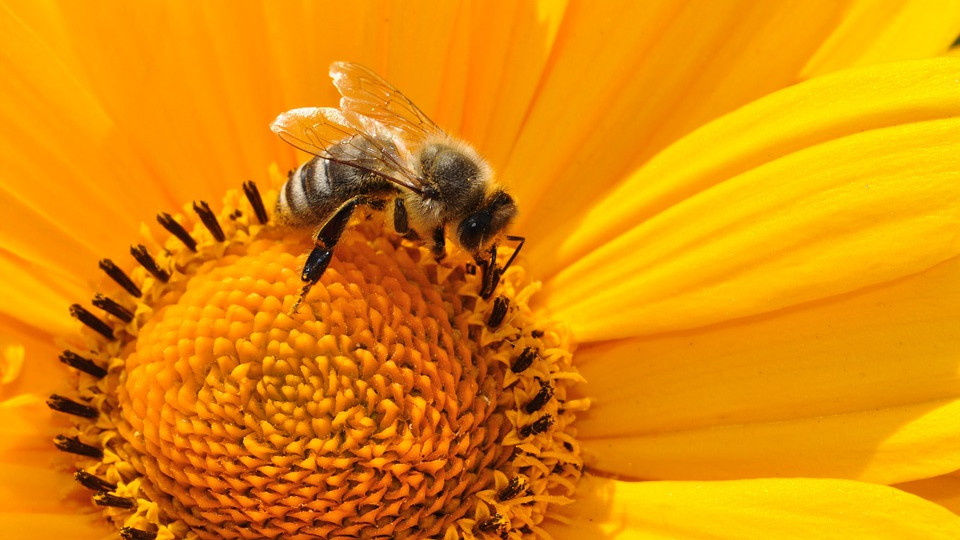 Méhcsaládonként 500 forintra számíthatnak a méhészek