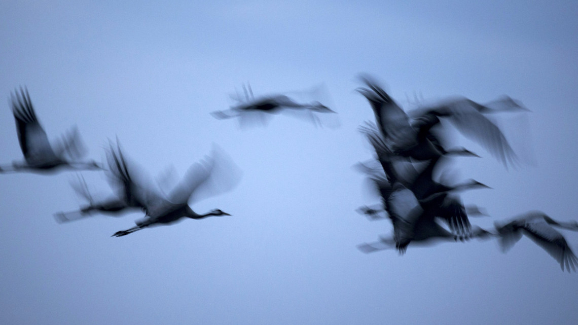 Hula-tó, 2017. december 30.Szürke darvak az észak-izraeli Hula-tavi Park fölött 2017. december 30-án. A madárrezervátumként működő park évente több százezer vándormadár pihen meg úton Európából Afrikába, majd vissza. (MTI/EPA/Atef Szafadi)