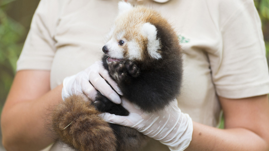 A Nyíregyházi Állatpark kilenchetes vörös macskamedve, más néven kis panda (Ailurus fulgens) ikerpárjának egyikét tartja kezében Farkas Zsuzsa állatgondozó 2018. augusztus 9-én.