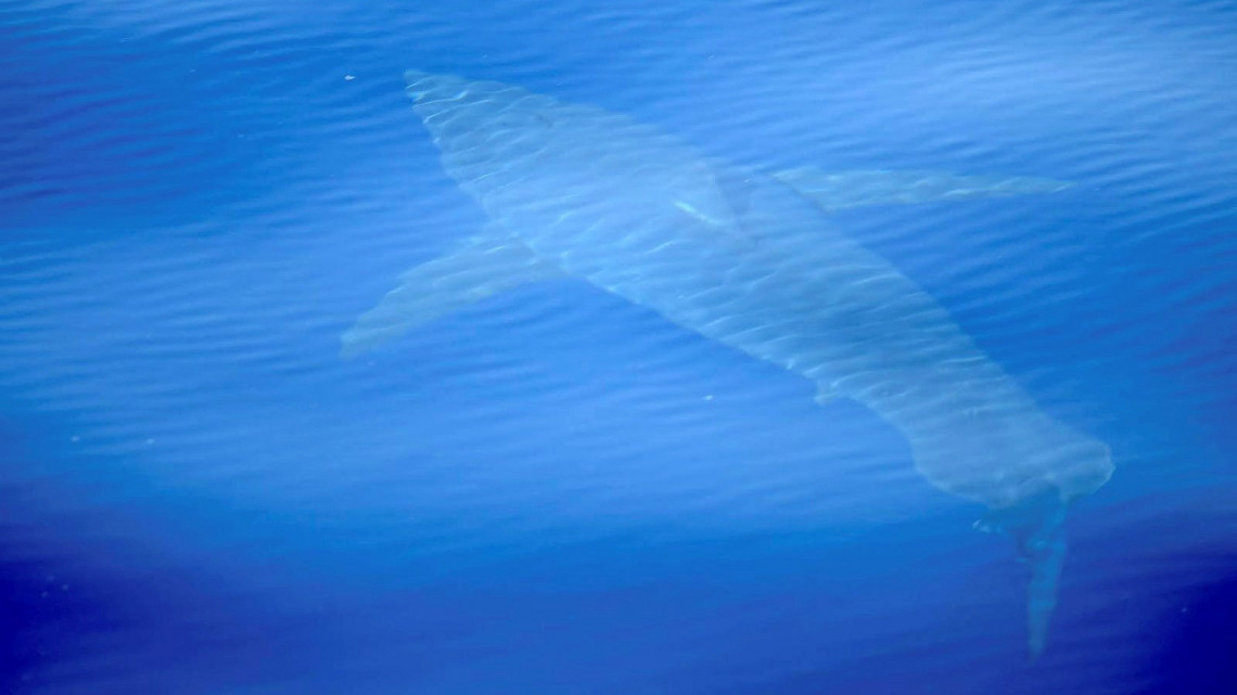 Palma de Mallorca, 2018. június 29.Az Alnitak tengerkutató központ által 2018. június 29-én közreadott kép egy fehér cápáról (Carcharodon carcharias), amelyet június 28-án fotóztak le a spanyolországi Baleár-szigeteknél, Mallorcától délre. Az elmúlt 30 évben ez a faj első tudományosan is megerősített megfigyelése spanyol vizekben. (MTI/EPA/Alnitak)