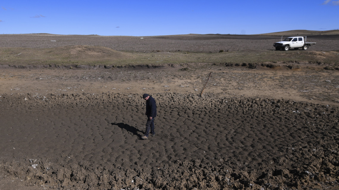 Braidwood, 2018. augusztus 10.Kiapadt itató fenekét nézi Ian Cargill ausztrál állattartó gazda Billaglen nevű farmjának kiszáradt legelőjén az új-dél-walesi Braidwood közelében 2018. augusztus 9-én. A helyi kormányzat augusztus 8-án szárazság sújtotta térségnek nyilvánította Ausztrália legnépesebb szövetségi állama, Új-Dél-Wales egész területét. Bár Ausztráliában jelenleg tél van, a kontinens komoly szárazsággal küzd, mert 1902 óta nem esett olyan kevés eső az őszi hónapokban, mint idén. Az itatók kiszáradása miatt a legtöbb gazdának az állatok ivóvizéről is gondoskodnia kell. Egy birka naponta 5-10 liter vizet iszik, a szarvasmarha azonban ennek a tízszeresét is megihatja. A hatóságok szerint a csapadékhiány miatt válságba kerülhet az ország gazdaságának alapját jelentő állattartás. A szélsőséges időjárást a vadállatok is megsínylik; a vadon élő kenguruk beszöknek a farmokra, hogy szomjukat a pásztorkutyáknak kihelyezett vízzel oltsák. (MTI/EPA/Lukas Coch)