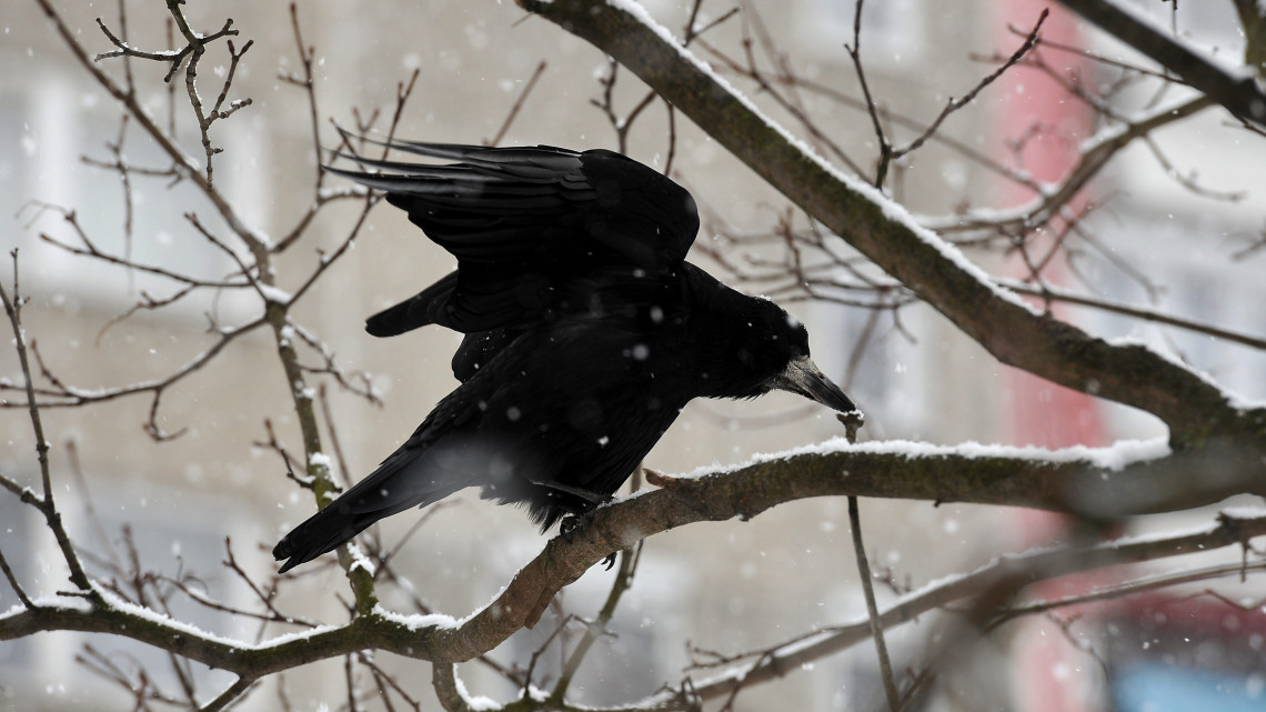 Vetési varjú (Corvus frugilegus) ül egy fán a hóesésben Békásmegyeren.