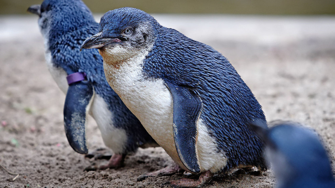 Veszélybe kerülhetnek az ausztrál kék pingvinek