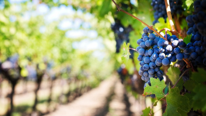 Mediterrán jellegű borokat hoz az idei év a szekszárdi borvidéken