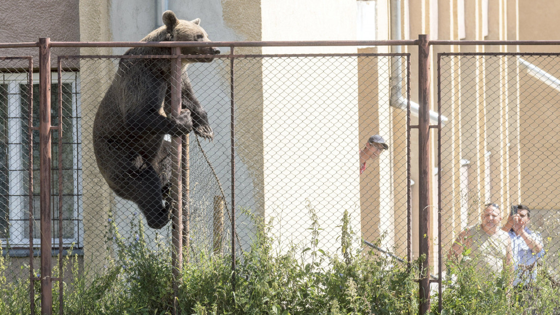 Hím barna medve (Ursus arctos) mászik át egy kerítésen a csíkszeredai Octavian Goga Főgimnázium udvarán 2018. augusztus 21-én. A medve a reggeli órákban több közeli ház udvarába is betört, egy kecskét is megölt. Az állatot az iskola udvarán kilőtték.