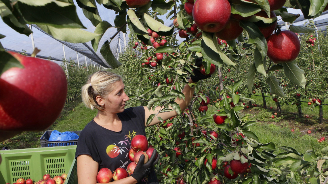 Nő szedi a Golden almát a csorvási Hunapfel 23 hektáros gyümölcsfa ültetvényén 2017. szeptember 27-én. Az ültetvényen hatvan embernek adnak munkát a várhatóan 800 tonna gyümölcs leszüretelésének idején. Az idén igen jó minőségű termést külföldre és belföldre egyaránt értékesítik.