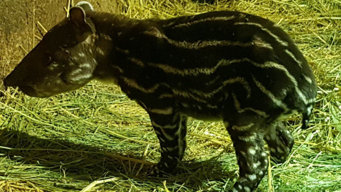 Nézze meg az állatkert újszülött tapírját!