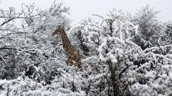Hihetetlen látvány - havazik Afrikában