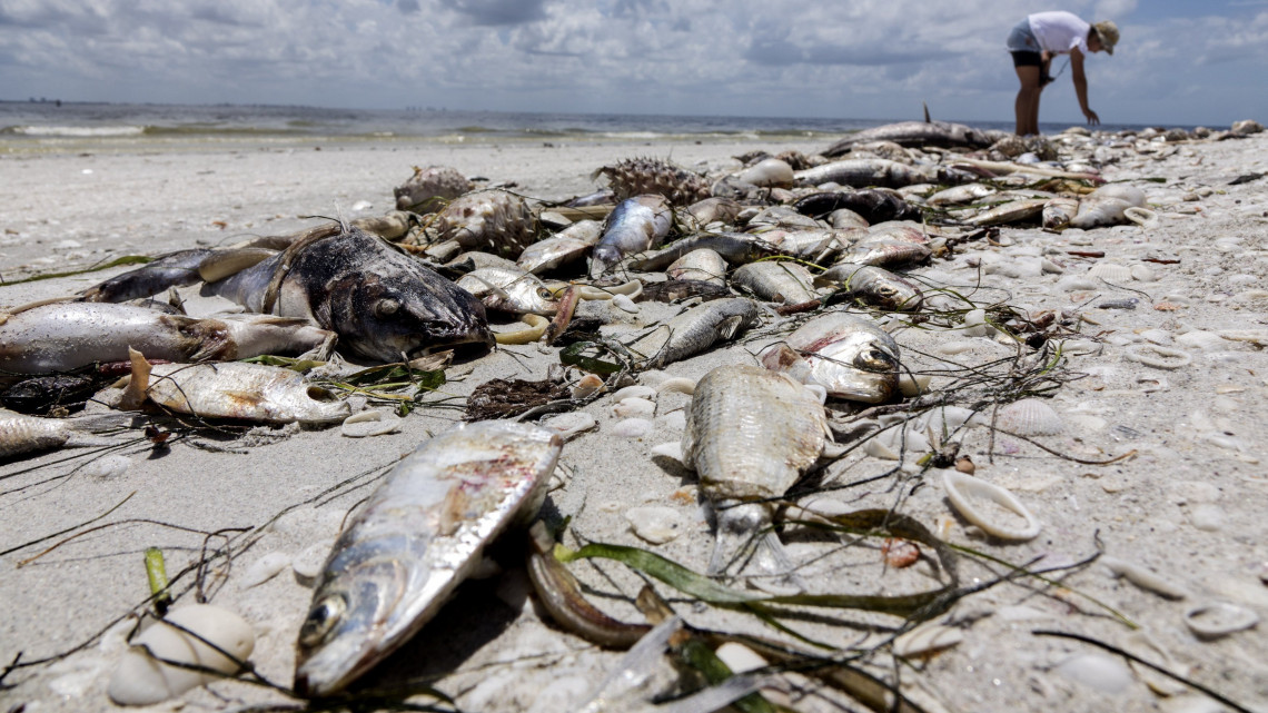 Captiva, 2018. augusztus 4.A vörösalgák nagymértékű elszaporodása miatt elpusztult halak partra sodort tetemei szegélyezik a floridai Captiva homokfövenyét 2018. augusztus 3-án. Az El Nino éghajlati jelenség fokozta időszakos vörösalga-burjánzás csökkenti a tengervíz oxigéntartalmát, ezért a kopoltyúval lélegző állatok könnyen megfulladnak. (MTI/EPA/Cristobal Herrera)
