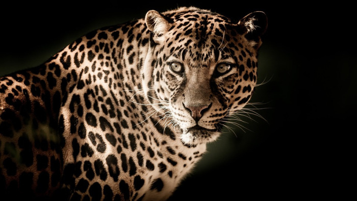 Hajtóvadászat a gyermekekre vadászó gyilkos leopárd után