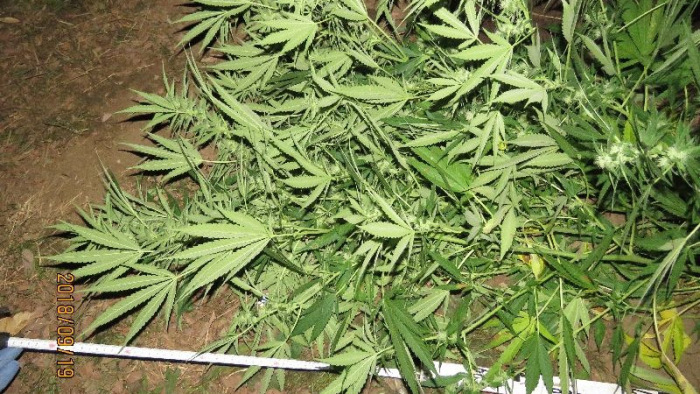 Kábítószer-ültetvényre bukkantak Komárom-Esztergom megyében