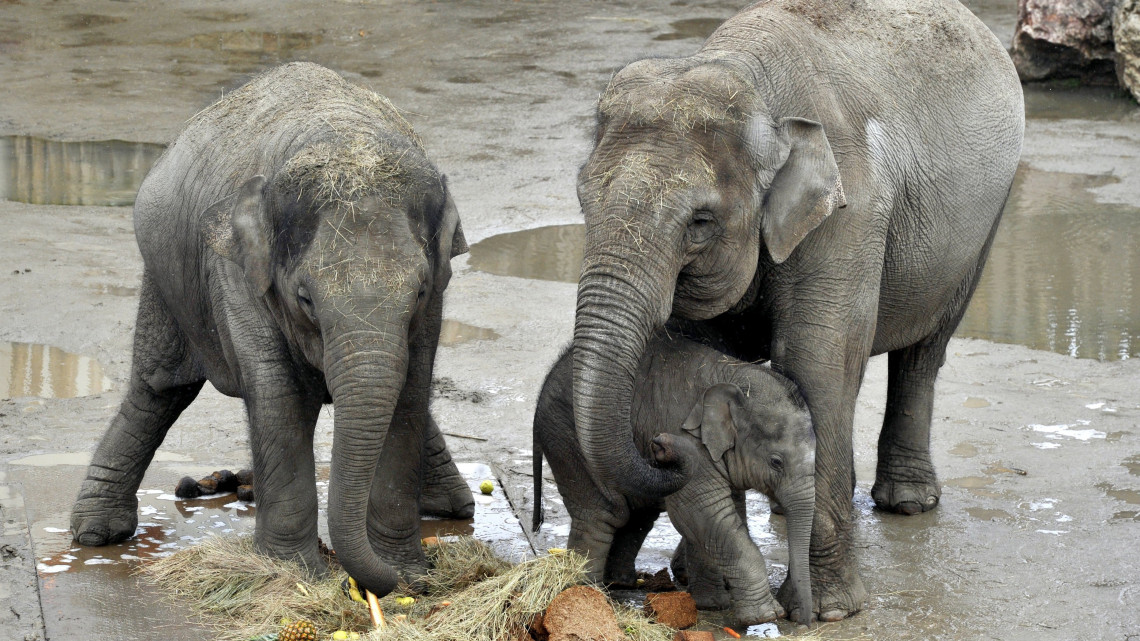 Asha, a nőstény elefántborjú (b) anyja, Angele és öccse, a 2017 novemberében született Arun társaságában az ötödik születésnapjára kapott finomságokkal a Fővárosi Állat- és Növénykertben 2018. február 14-én.