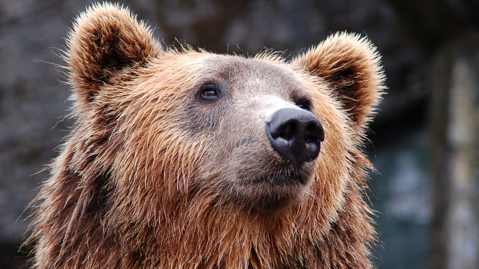 Újabb gyökeres fordulat a futót halálra marcangoló medve ügyében