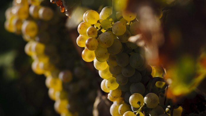 Szakértő: új szőlőfajták honosítása is szóba jöhet itthon