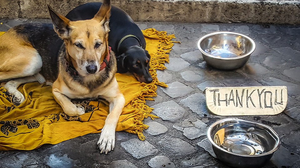 Hajléktalanság: kutyák ezreit vihetik a sintértelepekre
