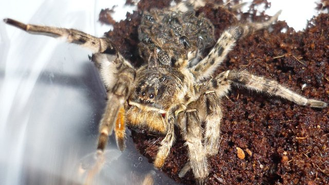 Tömegesen támad a legnagyobb magyarországi pók