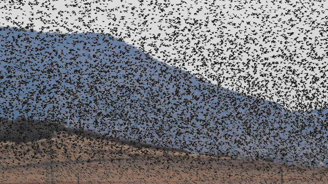 Seregélyek (Sturnus vulgaris) repülnek Sárospatak közelében 2018. október 18-án.