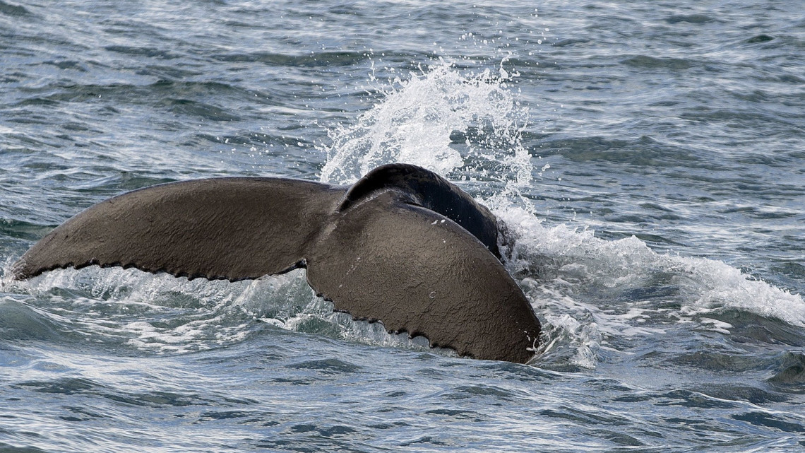 Bahia, 2018. július 31.2018. július 31-én közreadott kép egy hosszúszárnyú bálnáról vagy púpos bálnáról az Albrolhos szigeteknél a brazíliai Bahia államban július 25-én. Mintegy húszezer bálna érkezik július és november között a vándorlásuk során a brazil partvidék mérsékelt és tiszta vizeihez. (MTI/EPA/Joedson Alves)
