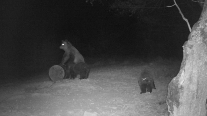 Focizó medvéket kapott el egy webkamera