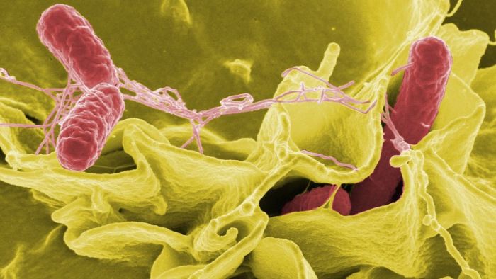 Félelmetesen támad a húsevő baktérium: Rusvai Miklós szerint bárki áldozata lehet