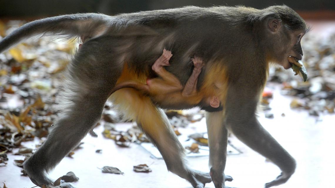 Aranyhasú mangábé (Cercocebus chrysogaster) 2018. október 22-én született kölykével a Fővárosi Állat- és Növénykertben november 9-én. A majomfaj rendkívüli ritkaságnak számít, a világ több ezer állatkertje közül mindössze tizenkettőben láthatók.