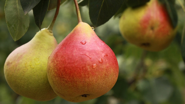 Újabb gyümölcsterrorista csapott le: körtébe szúrtak varrótűt