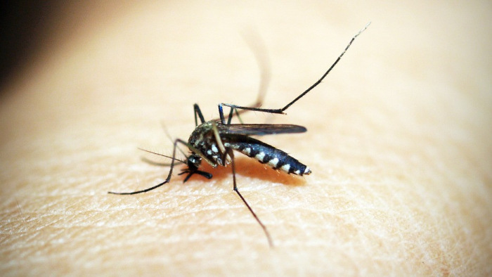 A világ nagy részén elterjedhetnek a betegségterjesztő szúnyogok