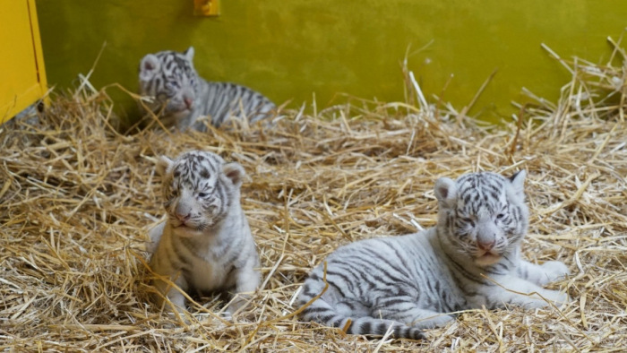Videón a győri állatkert fehér kölyöktigrisei