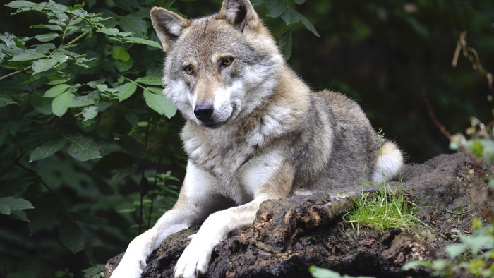 Fegyelmezetten vonul a Bükkben tizenegy farkas - videó