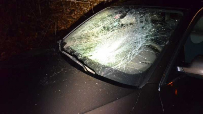 Két autót is megrongált az elütött szarvas Tatabányánál