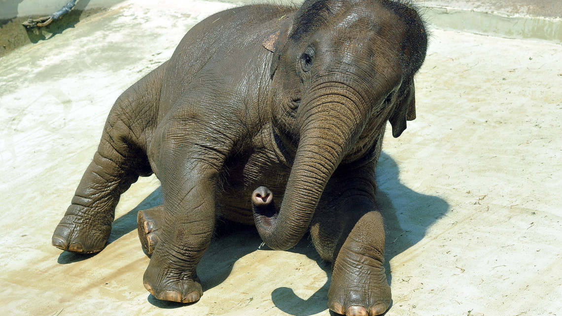 A vízzel lelocsolt, Asha nevű elefántborjú hűsöl a kánikulában a Fővárosi Állat- és Növénykertben 2017. június 28-án.