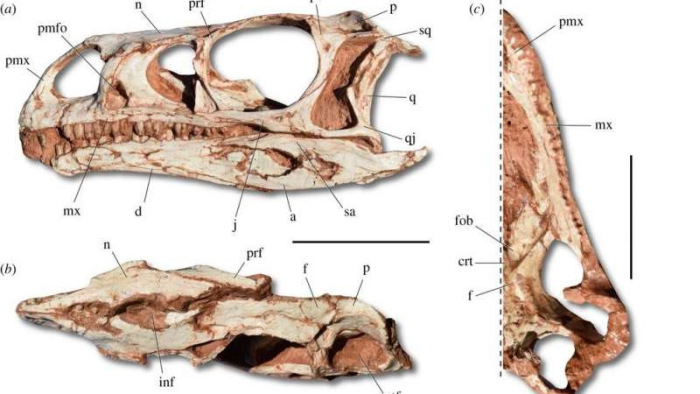 Meglepő felfedezés a gigászi dinoszauruszok őséről