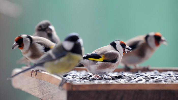 Ötven hasznos madárfaj jár rá az etetőkre, páratlan látvány