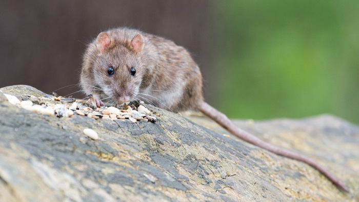 Már a kertekben is támadnak itthon a patkányok, az irtás sem segít