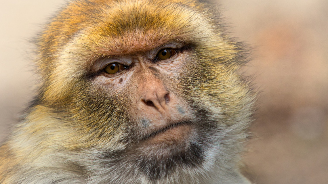 A majmokon csattan a brazil ostor a majomhimlő miatt