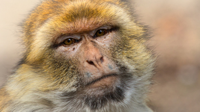 Tíz embert, köztük egy csecsemőt is megtámadott a japán majom, most körözik