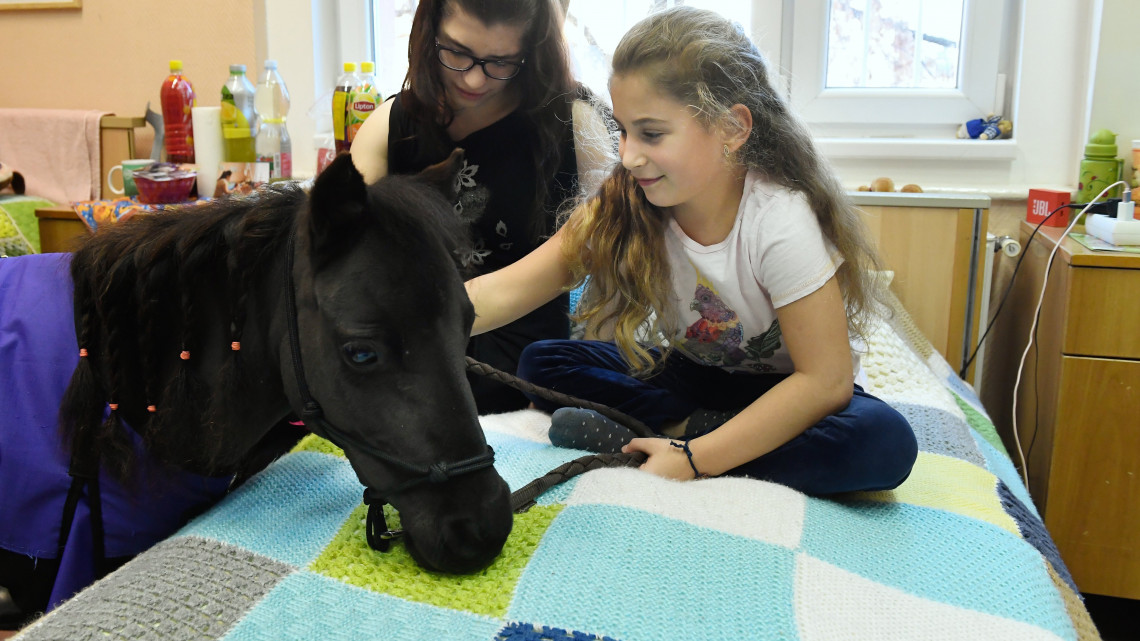 Barassó Bianka (b) és Ilyés Emma Vertigóval, a négyéves amerikai minilóval ismerkedik a speciális lovasterápia bemutatóján a Bethesda Gyermekkórház rehabilitációs osztályán 2018. december 13-án.