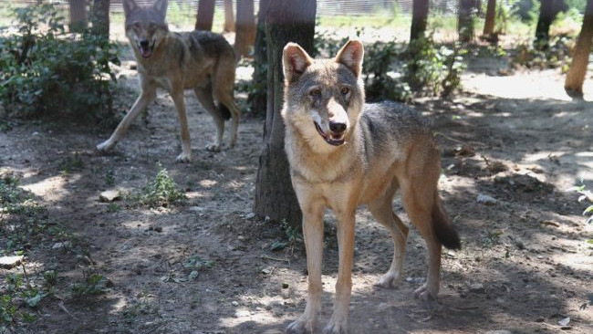 Két farkasfalka is portyázik már a Zemplénben