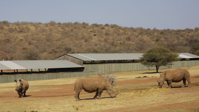 Több ember hal meg a vadonban, mint ahány elefántot ejtenek az orvvadászok Namíbiában