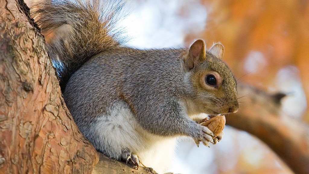Túl sok az amerikai mókus, inkább megeszik őket az angolok