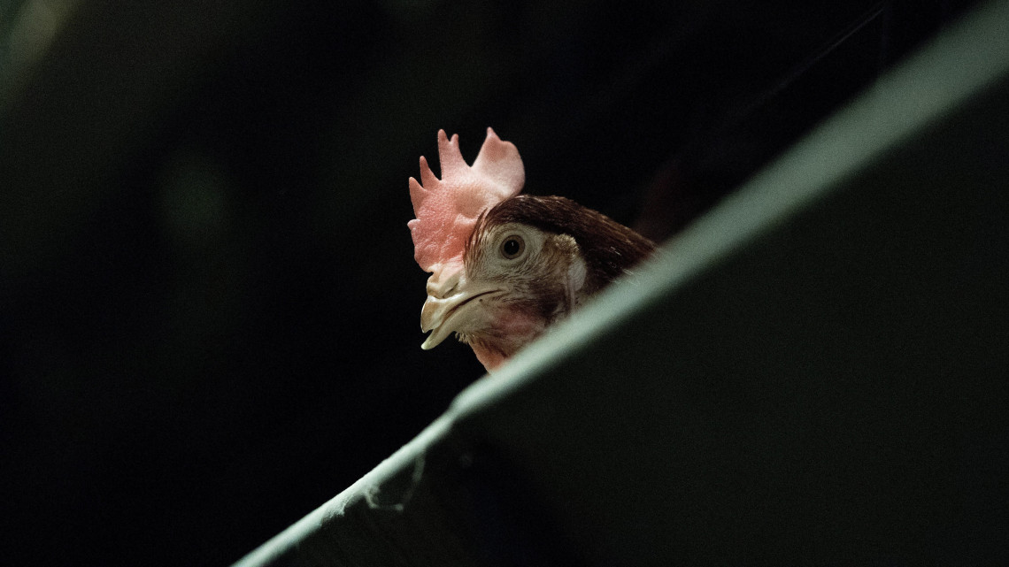 Egy tyúk a Major Kft. tojótyúk telepén a Pest megyei Ráckevén 2016. november 18-án, ahol zárt technológiával közel százezres állományt tartanak. Az országos főállatorvos Békés, Bács-Kiskun és Csongrád megyékben elrendelte a baromfi zártan tartását november 15-én. Az előírás célja, hogy tovább csökkenjen a vadon élő madarakkal történő érintkezés lehetősége.