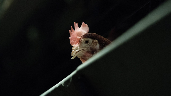 Nyolcszáz kiló szalmonellás csirkemáj került Magyarországra