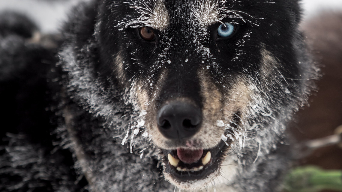 Az egyik hajtó kutyája indulásra vár a kelet-csehországi Orlice-hegységben rendezett nemzetközi kutyaszánversenyen 2019.  január 25-én. A versenyzők négy nap alatt 222 km-t tesznek meg, és egy éjszakát a szabadban táborozva kell eltölteniük. Az idei versenyen 11 országból 100 hajtó 700 kutyával indult.