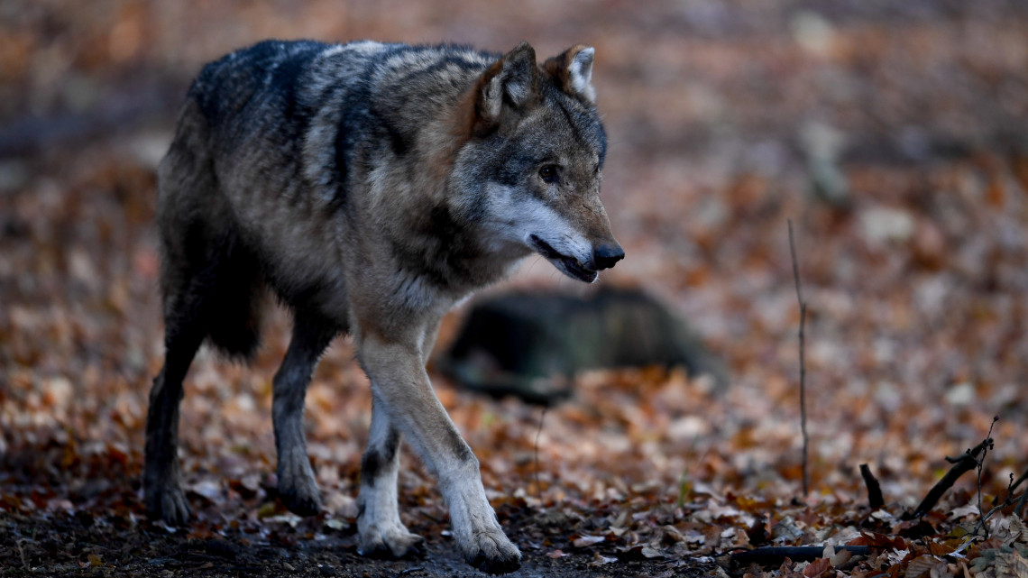 Szürke farkas (Canis lupus) a Moritzburgi  Vadasparkban, a szászországi Moritzburg közelében 2018. december 4-én. Németországban jelenleg 73 vadon élő farkasfalkát és 29 farkaspárt tartanak nyilván.