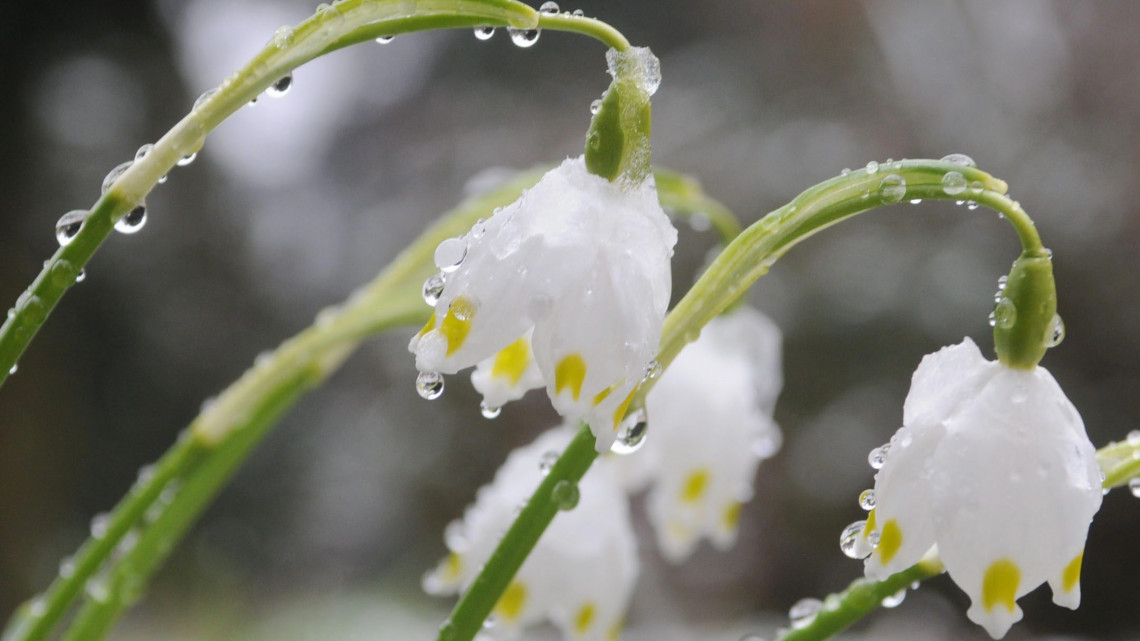 Hókásától nedves tavaszi tőzike (Leucojum vernum) a szombathelyi Kámoni Arborétumban.