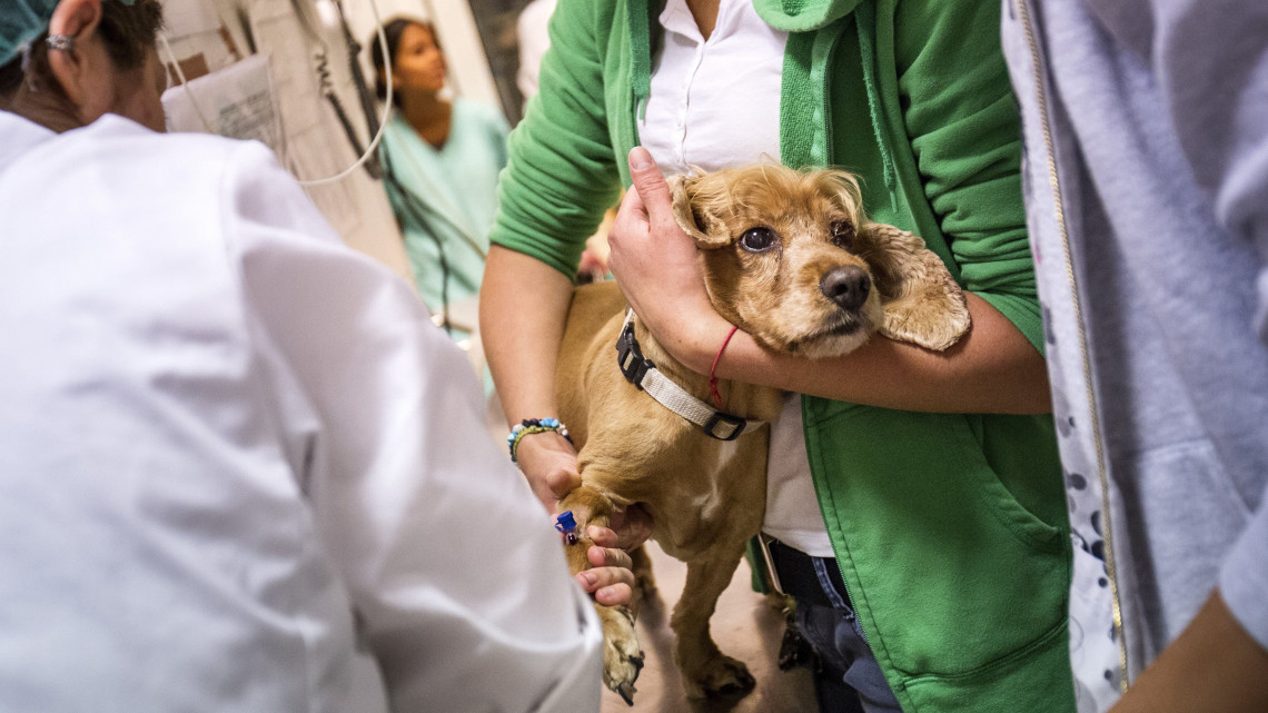 Egy kutyát műtétre készítenek elő az Állatorvostudományi Egyetem Sebészeti és Szemészeti Tanszék és Klinikán 2016. július 8-án. A korábbi Szent István Egyetem Állatorvos-tudományi Kara június 30-án vált az önálló Állatorvostudományi Egyetemmé.