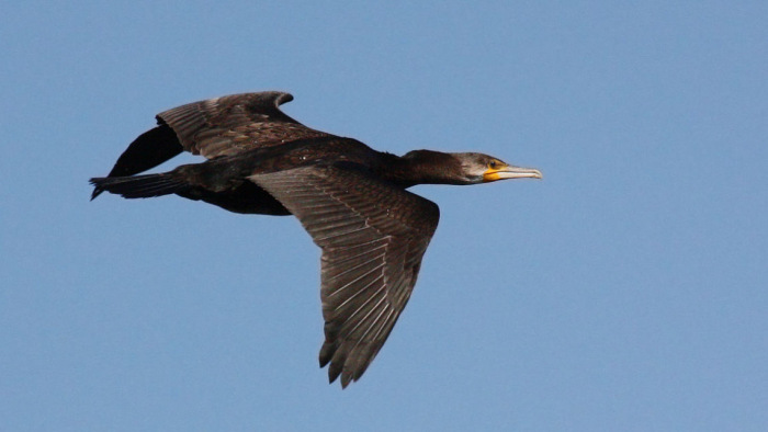 Több száz madarat lőhetnek ki a Tisza-tónál