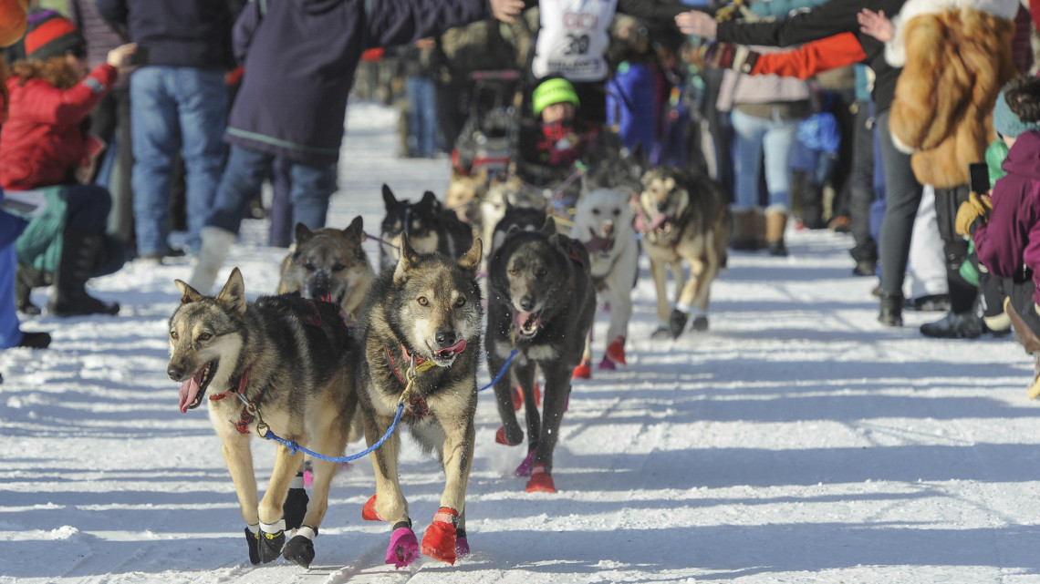 Az amerikai Victoria Hardwick a világ leghíresebb és legkeményebb kutyaszánversenyének, az Iditarodnak a rajtjánál az alaszkai Anchorageban 2019. március 2-án. 1973 óta minden márciusban Alaszkában csapnak össze a világ legjobb versenyzői, hogy a vadonon, azaz erdőkön és befagyott folyókon át vezető, mintegy 1800 kilométeres távot teljesítsék.