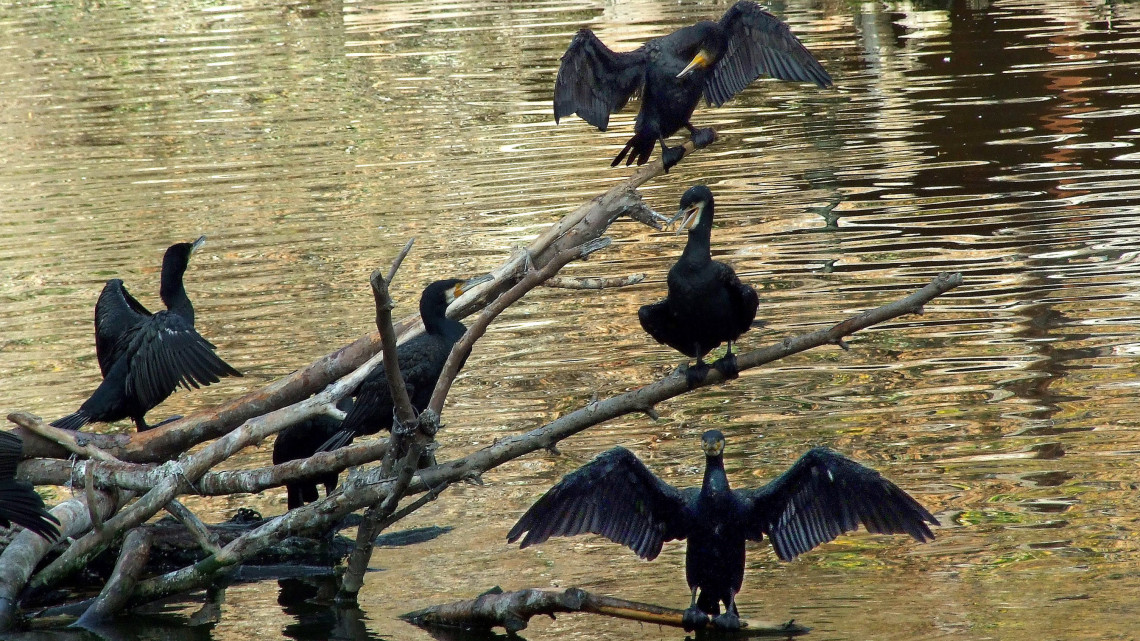 Nagy kárókatonák (Phalacrocorax carbo) napoznak szárnyaikat szárítva a vízből kiálló faágakon a  Fővárosi Állat- és Növénykert Nagytaván. MTVA/Bizományosi: Jászai Csaba