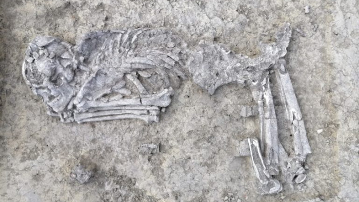 Zsugorított csontvázat találtak Szarvason